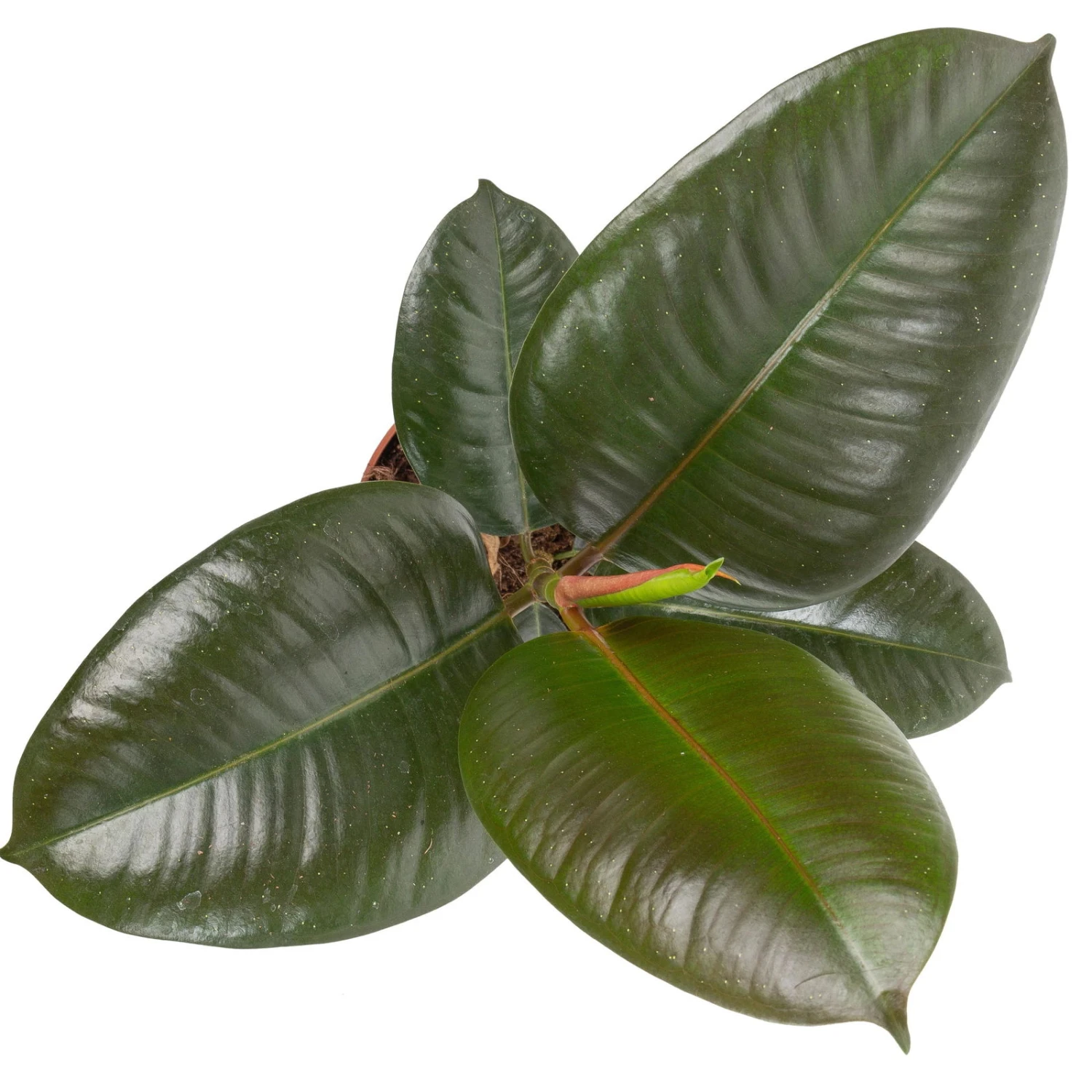 Grünpflanzen Trend-Mix Für Halbschattig/schattige Standorte, Topf 12 Cm Ø 6 Grünpflanzen Trend-Mix Für Halbschattig/schattige Standorte, Topf 12 Cm Ø – Bild 4