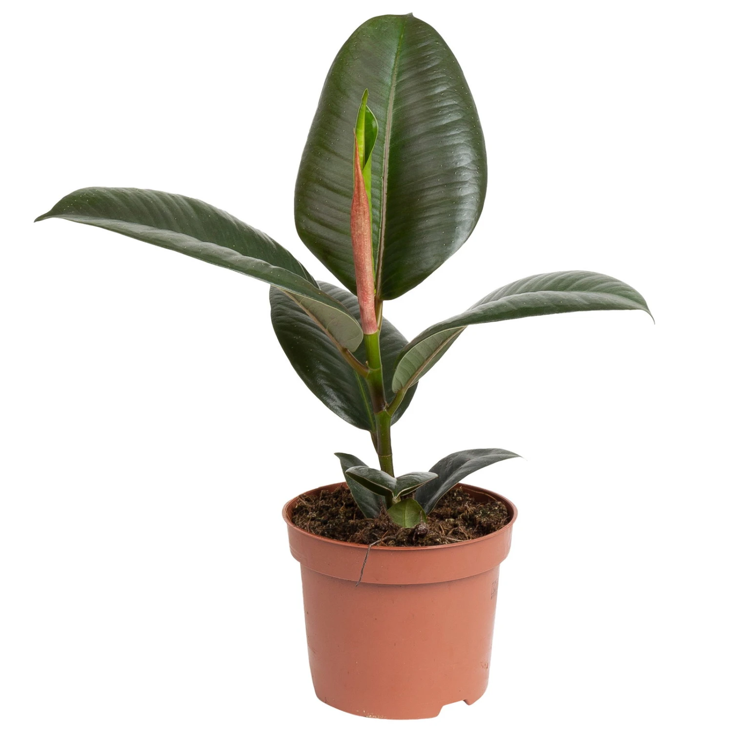 Grünpflanzen Trend-Mix Für Halbschattig/schattige Standorte, Topf 12 Cm Ø 4 Grünpflanzen Trend-Mix Für Halbschattig/schattige Standorte, Topf 12 Cm Ø – Bild 2