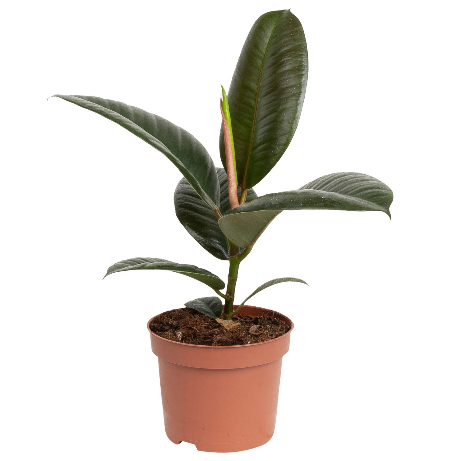 Grünpflanzen Trend-Mix Für Halbschattig/schattige Standorte, Topf 12 Cm Ø 5 Grünpflanzen Trend-Mix Für Halbschattig/schattige Standorte, Topf 12 Cm Ø – Bild 3