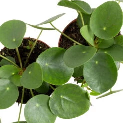 Grünpflanzen Trend-Mix Für Sonnig/halbschattige Standorte, Topf 12 Cm Ø 25 Grünpflanzen Trend-Mix Für Sonnig/halbschattige Standorte, Topf 12 Cm Ø -LECHUZA || Elho Verkaufsgeschäft 0220150064 6