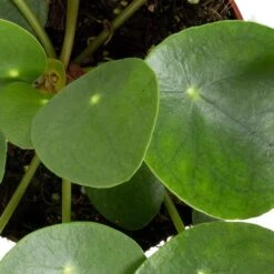 Grünpflanzen Trend-Mix Für Sonnig/halbschattige Standorte, Topf 12 Cm Ø 24 Grünpflanzen Trend-Mix Für Sonnig/halbschattige Standorte, Topf 12 Cm Ø -LECHUZA || Elho Verkaufsgeschäft 0220150064 6 1