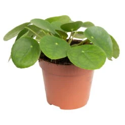 Grünpflanzen Trend-Mix Für Sonnig/halbschattige Standorte, Topf 12 Cm Ø 22 Grünpflanzen Trend-Mix Für Sonnig/halbschattige Standorte, Topf 12 Cm Ø -LECHUZA || Elho Verkaufsgeschäft 0220150064 7