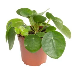 Grünpflanzen Trend-Mix Für Sonnig/halbschattige Standorte, Topf 12 Cm Ø 23 Grünpflanzen Trend-Mix Für Sonnig/halbschattige Standorte, Topf 12 Cm Ø -LECHUZA || Elho Verkaufsgeschäft 0220150064 8