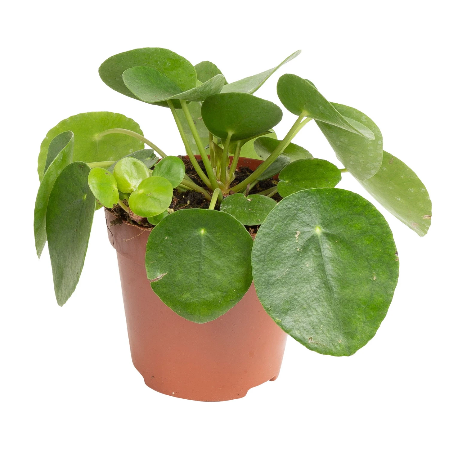 Grünpflanzen Trend-Mix Für Sonnig/halbschattige Standorte, Topf 12 Cm Ø 9 Grünpflanzen Trend-Mix Für Sonnig/halbschattige Standorte, Topf 12 Cm Ø – Bild 7