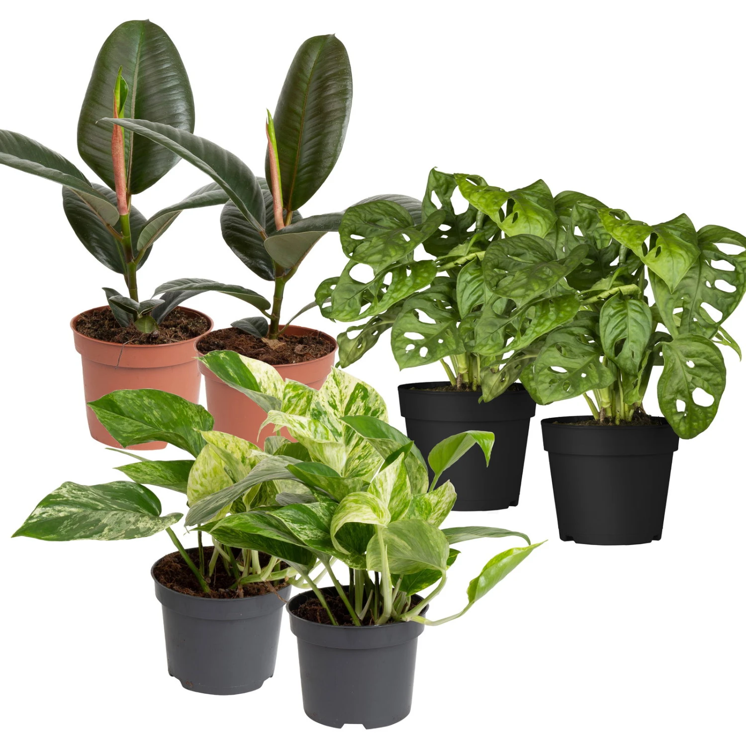 Grünpflanzen Trend-Mix Für Halbschattig/schattige Standorte, Topf 12 Cm Ø 3 Grünpflanzen Trend-Mix Für Halbschattig/schattige Standorte, Topf 12 Cm Ø