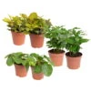Grünpflanzen Trend-Mix Für Sonnig/halbschattige Standorte, Topf 12 Cm Ø 1 Grünpflanzen Trend-Mix Für Sonnig/halbschattige Standorte, Topf 12 Cm Ø -LECHUZA || Elho Verkaufsgeschäft 0220150066 Trend Mix4 6er Set