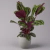 Calathea 'Medallion', Topf-Ø 19 Cm, Höhe Ca. 85 Cm -LECHUZA || Elho Verkaufsgeschäft 0220160008 Calathea Medaillon 19cm 1 109547