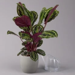 Calathea 'Medallion', Topf-Ø 19 Cm, Höhe Ca. 85 Cm -LECHUZA || Elho Verkaufsgeschäft 0220160008 Calathea Medaillon 19cm 3 109549