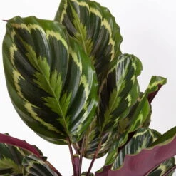 Calathea 'Medallion', Topf-Ø 19 Cm, Höhe Ca. 85 Cm -LECHUZA || Elho Verkaufsgeschäft 0220160008 Calathea Medaillon 19cm 4 109550