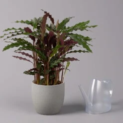 Calathea Rufibarba 'Elger Grass', Topf-Ø 17 Cm, Höhe Ca. 65 Cm -LECHUZA || Elho Verkaufsgeschäft 0220160130 Calathea Elgergras 17cm 3