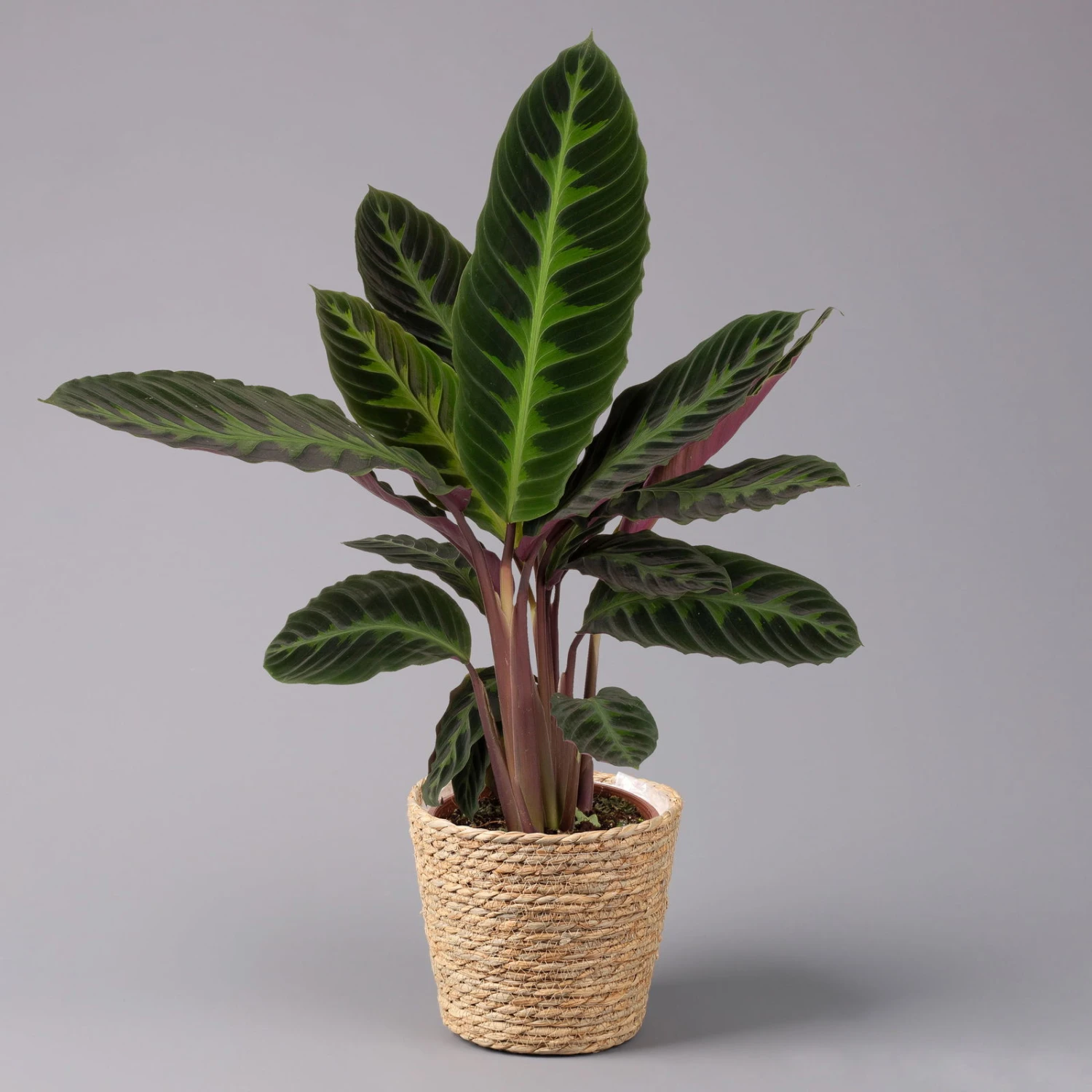 Calathea Warscewiczii Mit Dekokorb Osaka, Topf-Ø 19 Cm. Höhe Ca. 70 Cm 3 Calathea Warscewiczii Mit Dekokorb Osaka, Topf-Ø 19 Cm. Höhe Ca. 70 Cm
