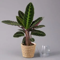 Calathea Warscewiczii Mit Dekokorb Osaka, Topf-Ø 19 Cm. Höhe Ca. 70 Cm 10 Calathea Warscewiczii Mit Dekokorb Osaka, Topf-Ø 19 Cm. Höhe Ca. 70 Cm -LECHUZA || Elho Verkaufsgeschäft 0220160141 Calathea warsc mit Dekokorb Osaka 3