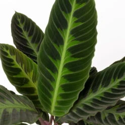 Calathea Warscewiczii Mit Dekokorb Osaka, Topf-Ø 19 Cm. Höhe Ca. 70 Cm 11 Calathea Warscewiczii Mit Dekokorb Osaka, Topf-Ø 19 Cm. Höhe Ca. 70 Cm -LECHUZA || Elho Verkaufsgeschäft 0220160141 Calathea warsc mit Dekokorb Osaka 4