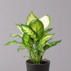 Dieffenbachie 'Camilla' In Keramiktopf Dallas Anthrazit, Topf-Ø 12 Cm, 3er-Set -LECHUZA || Elho Verkaufsgeschäft 0220170076 Dieffenbachia Camilla Dallas anthrazit 2