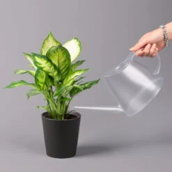 Dieffenbachie 'Camilla' In Keramiktopf Dallas Anthrazit, Topf-Ø 12 Cm, 3er-Set -LECHUZA || Elho Verkaufsgeschäft 0220170076 Dieffenbachia Camilla Dallas anthrazit 3