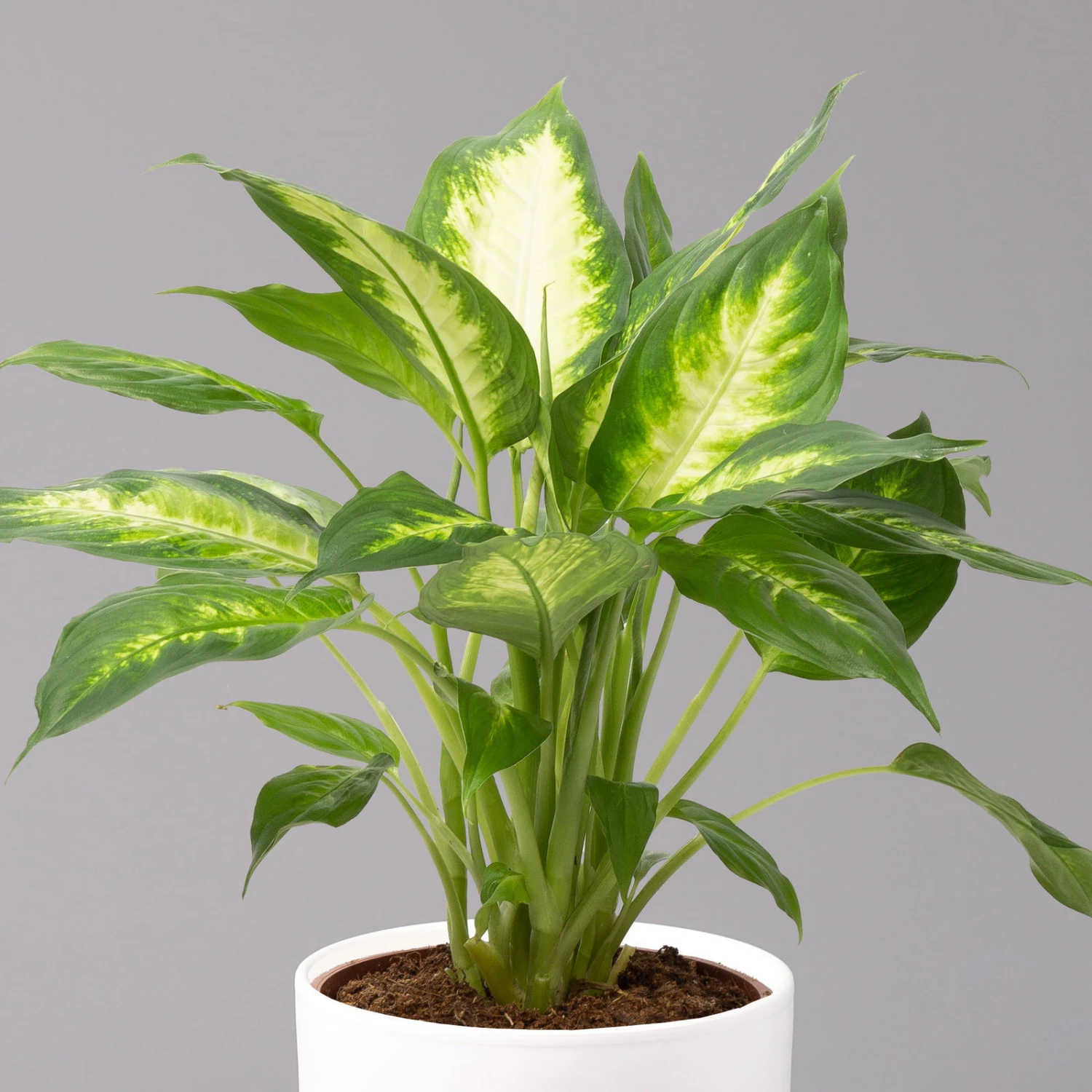 Dieffenbachie 'Camilla' Inkl. Topf Tusca Weiß, Topf-Ø17 Cm, Höhe Ca. 50-60 Cm 4 Dieffenbachie 'Camilla' Inkl. Topf Tusca Weiß, Topf-Ø17 Cm, Höhe Ca. 50-60 Cm – Bild 2