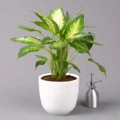 Dieffenbachie 'Camilla' Inkl. Topf Tusca Weiß, Topf-Ø17 Cm, Höhe Ca. 50-60 Cm 10 Dieffenbachie 'Camilla' Inkl. Topf Tusca Weiß, Topf-Ø17 Cm, Höhe Ca. 50-60 Cm -LECHUZA || Elho Verkaufsgeschäft 0220170095 Dieffenbachia Camilla im Topf Tusca 17cm 32