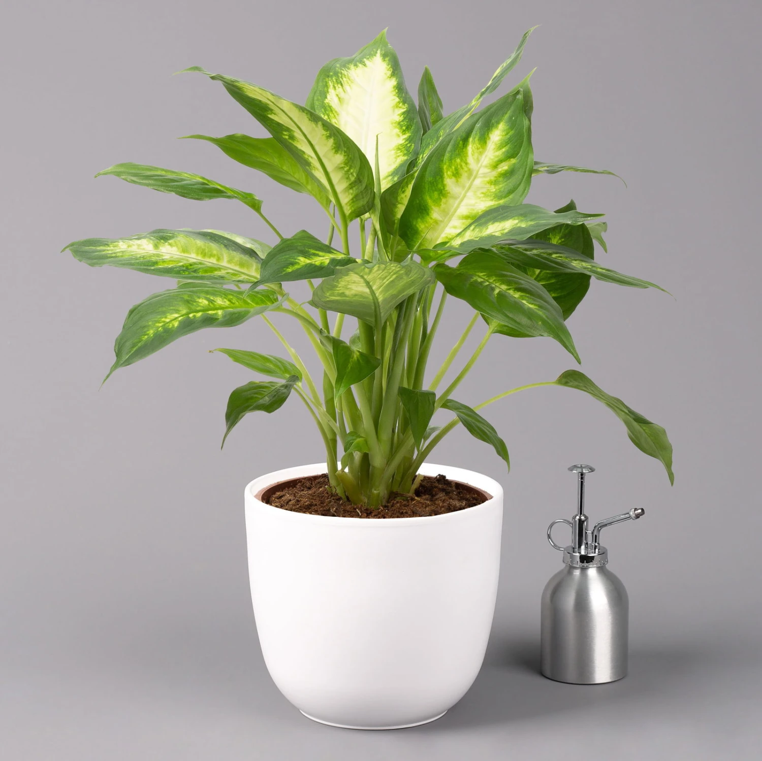 Dieffenbachie 'Camilla' Inkl. Topf Tusca Weiß, Topf-Ø17 Cm, Höhe Ca. 50-60 Cm 5 Dieffenbachie 'Camilla' Inkl. Topf Tusca Weiß, Topf-Ø17 Cm, Höhe Ca. 50-60 Cm – Bild 3