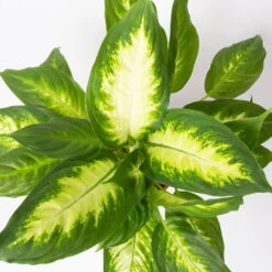 Dieffenbachie 'Camilla' Inkl. Topf Tusca Weiß, Topf-Ø17 Cm, Höhe Ca. 50-60 Cm 11 Dieffenbachie 'Camilla' Inkl. Topf Tusca Weiß, Topf-Ø17 Cm, Höhe Ca. 50-60 Cm -LECHUZA || Elho Verkaufsgeschäft 0220170095 Dieffenbachia Camilla im Topf Tusca 17cm 42