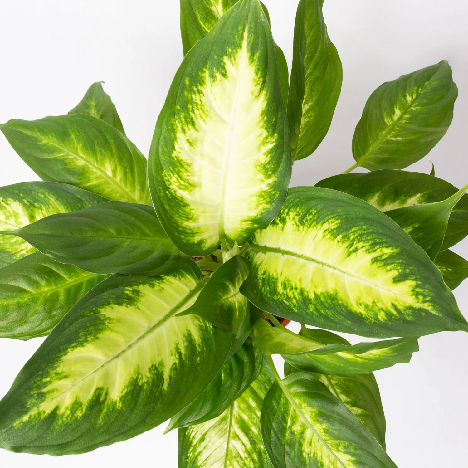 Dieffenbachie 'Camilla' Inkl. Topf Tusca Weiß, Topf-Ø17 Cm, Höhe Ca. 50-60 Cm 6 Dieffenbachie 'Camilla' Inkl. Topf Tusca Weiß, Topf-Ø17 Cm, Höhe Ca. 50-60 Cm – Bild 4