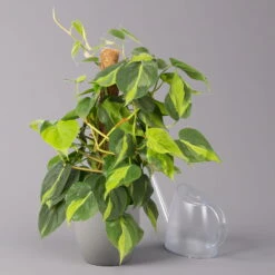 Philodendron 'Brasil', Am Moosstab, Topf-Ø 15 Cm, Höhe Ca. 55 Cm 9 Philodendron 'Brasil', Am Moosstab, Topf-Ø 15 Cm, Höhe Ca. 55 Cm -LECHUZA || Elho Verkaufsgeschäft 0220180129 Philodendron Scandens Brasil Moosstab 15cm 3 114641