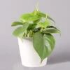 Philodendron Scandens In Keramiktopf Dallas Weiß, Topf-Ø 12 Cm, Höhe Ca 20 Cm -LECHUZA || Elho Verkaufsgeschäft 0220180190 Philo scandens inkl Topf Dallas weiss 22