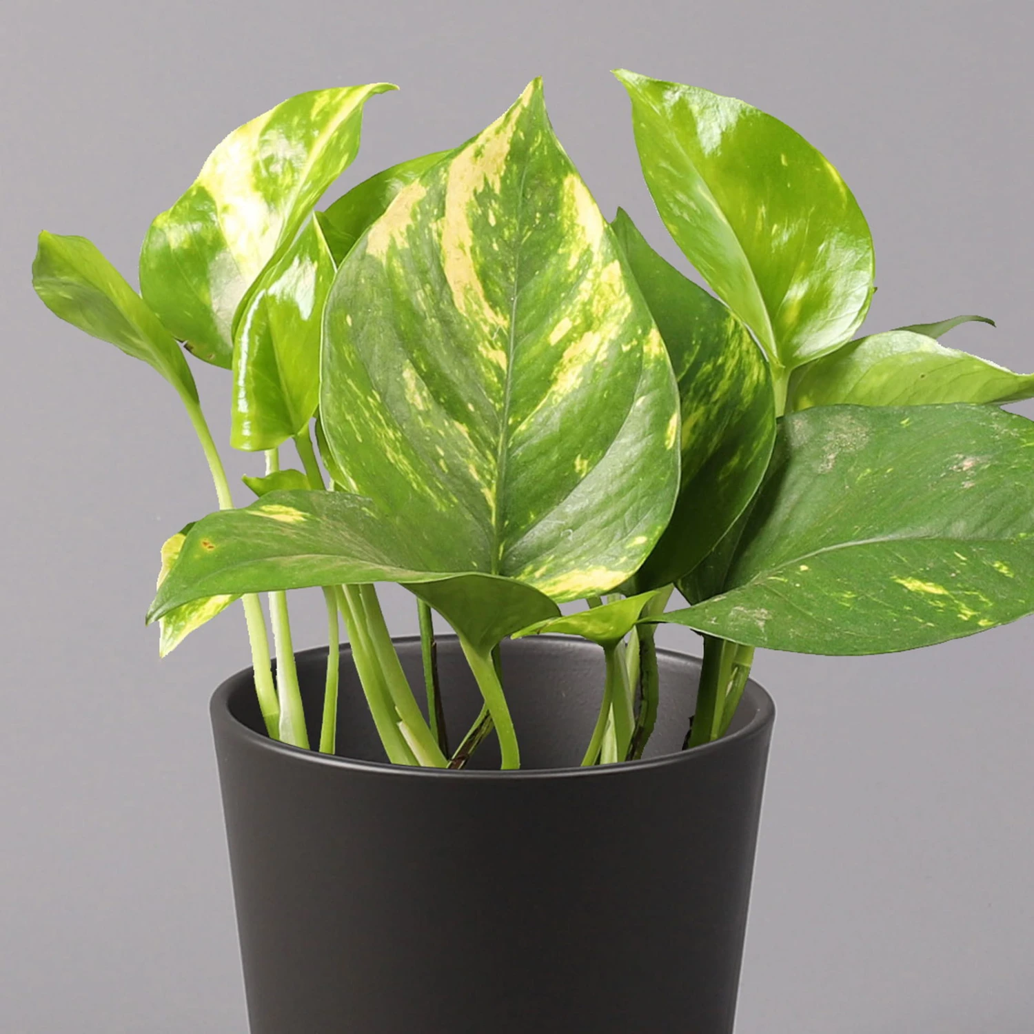 Efeutute Mit Topf Dallas Anthrazit, Topf-Ø 12 Cm, Höhe Ca. 15 Cm 3 Efeutute Mit Topf Dallas Anthrazit, Topf-Ø 12 Cm, Höhe Ca. 15 Cm – Bild 2