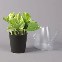 Efeutute Mit Topf Dallas Anthrazit, Topf-Ø 12 Cm, Höhe Ca. 15 Cm 9 Efeutute Mit Topf Dallas Anthrazit, Topf-Ø 12 Cm, Höhe Ca. 15 Cm -LECHUZA || Elho Verkaufsgeschäft 0220180204 Epipremnum pinn in Topf Dallas anthrazit 32