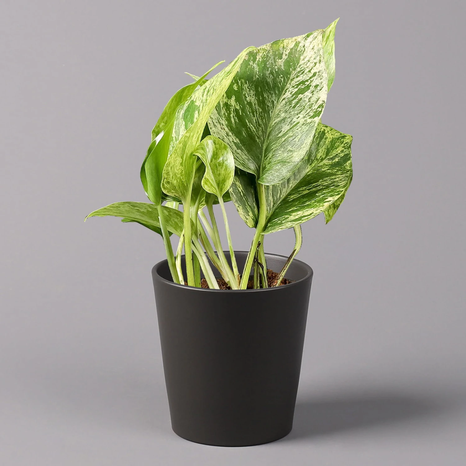 Efeutute 'Marble Queen' Inkl. Topf Dallas Anthrazit, Topf-Ø 12 Cm, Höhe Ca. 15cm 3 Efeutute 'Marble Queen' Inkl. Topf Dallas Anthrazit, Topf-Ø 12 Cm, Höhe Ca. 15cm