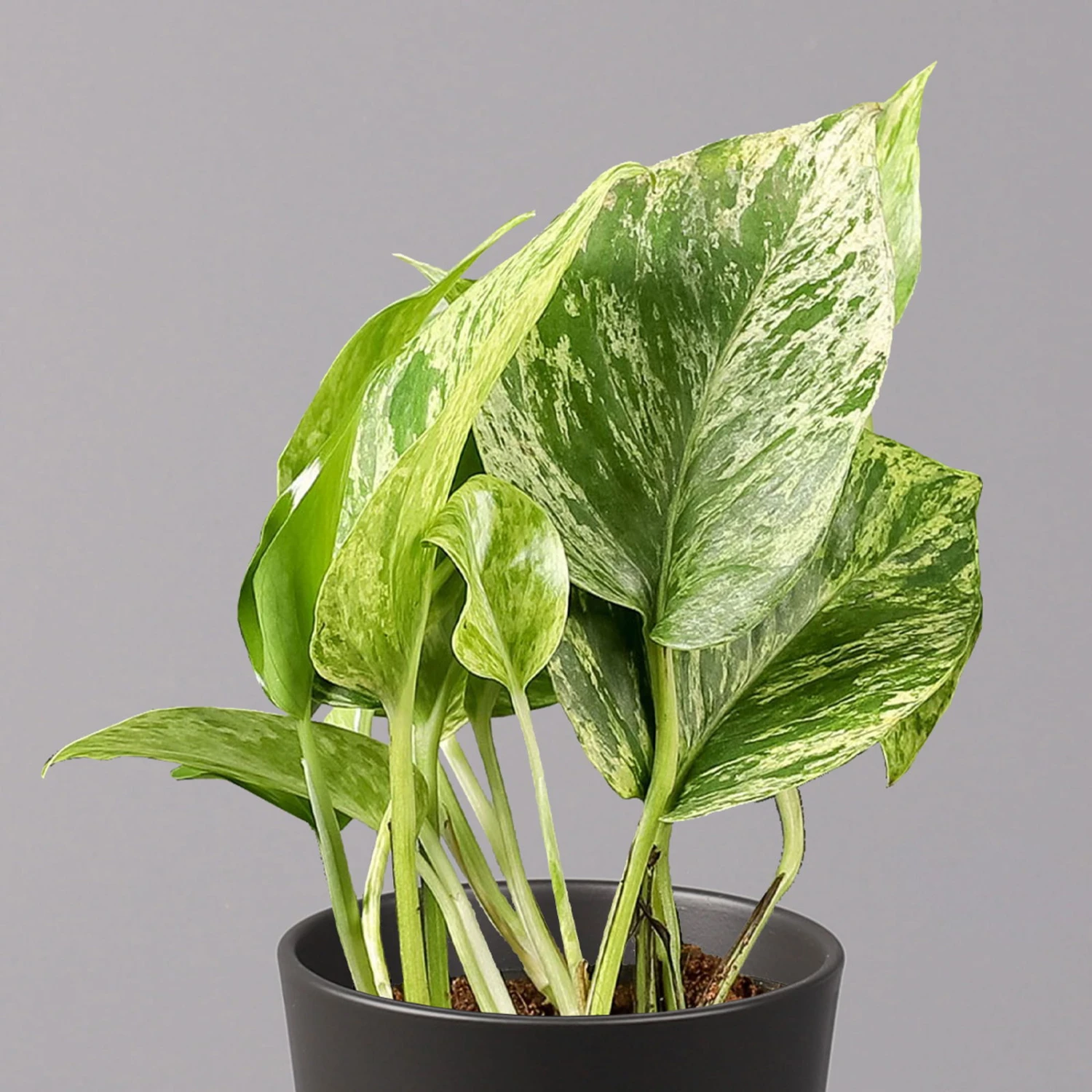 Efeutute 'Marble Queen' Inkl. Topf Dallas Anthrazit, Topf-Ø 12 Cm, Höhe Ca. 15cm 4 Efeutute 'Marble Queen' Inkl. Topf Dallas Anthrazit, Topf-Ø 12 Cm, Höhe Ca. 15cm – Bild 2