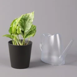 Efeutute 'Marble Queen' Inkl. Topf Dallas Anthrazit, Topf-Ø 12 Cm, Höhe Ca. 15cm 11 Efeutute 'Marble Queen' Inkl. Topf Dallas Anthrazit, Topf-Ø 12 Cm, Höhe Ca. 15cm -LECHUZA || Elho Verkaufsgeschäft 0220180206 Epipr Marble Queen Topf Dallas anthrazit 3