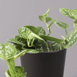 Gefleckte Efeutute 'Argyraeus, Inkl. Keramitopf Dallas Anthrazit, Topf 12 Cm Ø 9 Gefleckte Efeutute 'Argyraeus, Inkl. Keramitopf Dallas Anthrazit, Topf 12 Cm Ø -LECHUZA || Elho Verkaufsgeschäft 0220180212 Scind pict Argyraeus Topf Dallas anthrazit 2