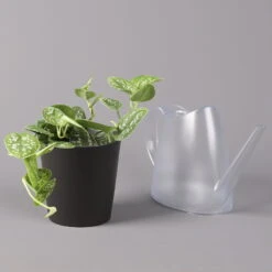 Gefleckte Efeutute 'Argyraeus, Inkl. Keramitopf Dallas Anthrazit, Topf 12 Cm Ø 10 Gefleckte Efeutute 'Argyraeus, Inkl. Keramitopf Dallas Anthrazit, Topf 12 Cm Ø -LECHUZA || Elho Verkaufsgeschäft 0220180212 Scind pict Argyraeus Topf Dallas anthrazit 3