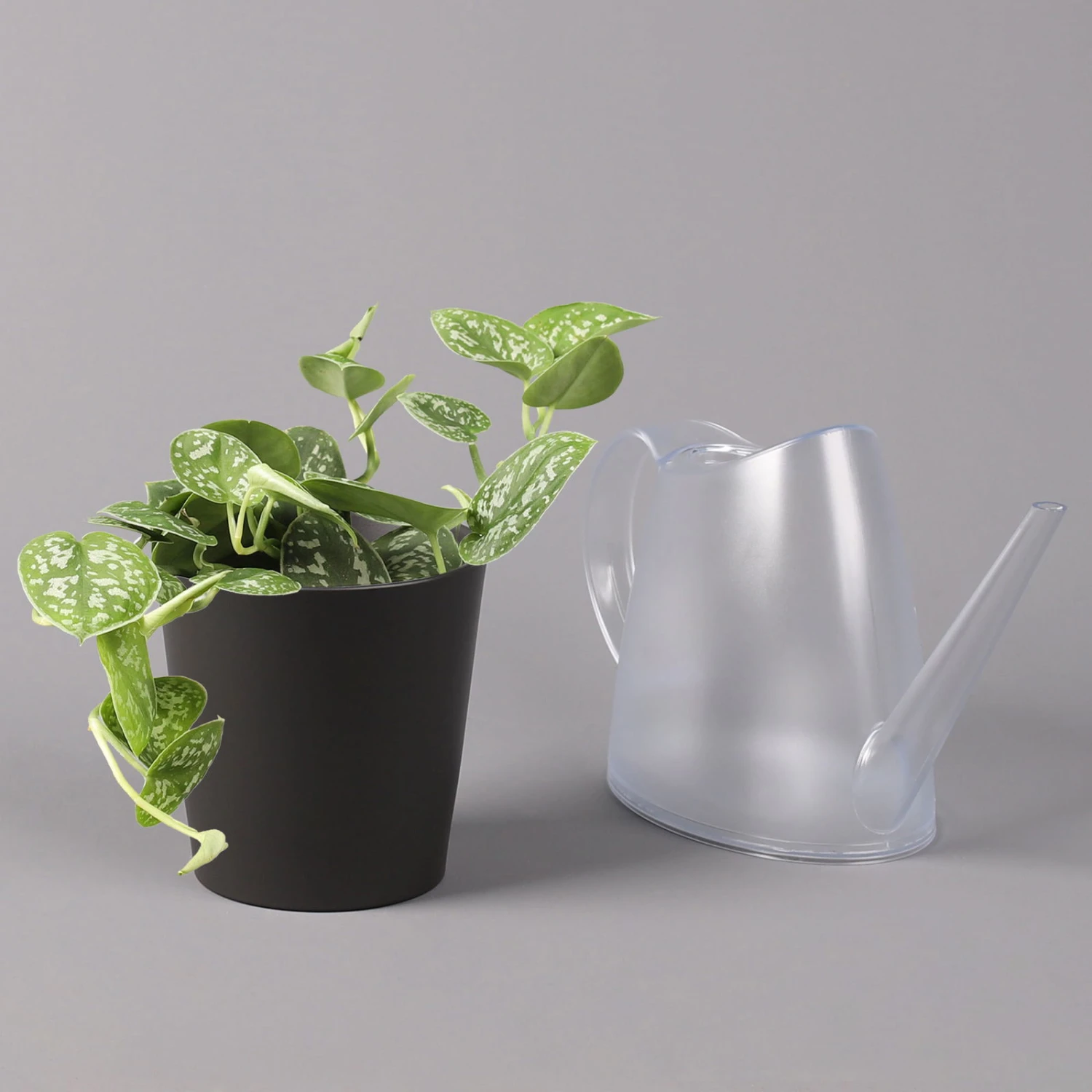 Gefleckte Efeutute 'Argyraeus, Inkl. Keramitopf Dallas Anthrazit, Topf 12 Cm Ø 5 Gefleckte Efeutute 'Argyraeus, Inkl. Keramitopf Dallas Anthrazit, Topf 12 Cm Ø – Bild 3