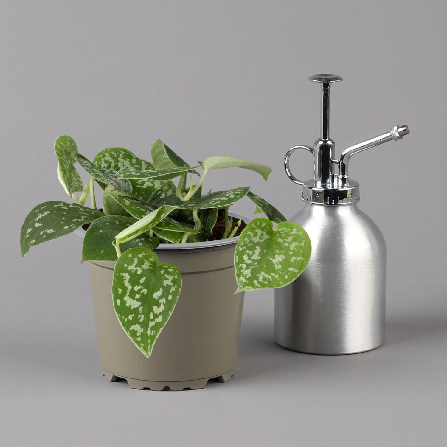 Scindapsus Pictus 'Trebie', Topf-Ø 12 Cm, Höhe Ca. 20 Cm, 3er-Set 4 Scindapsus Pictus 'Trebie', Topf-Ø 12 Cm, Höhe Ca. 20 Cm, 3er-Set – Bild 2