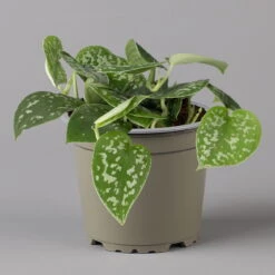 Scindapsus Pictus 'Trebie', Topf-Ø 12 Cm, Höhe Ca. 20 Cm, 3er-Set 11 Scindapsus Pictus 'Trebie', Topf-Ø 12 Cm, Höhe Ca. 20 Cm, 3er-Set -LECHUZA || Elho Verkaufsgeschäft 0220180289 scindapsus pictus trebie 2 123837