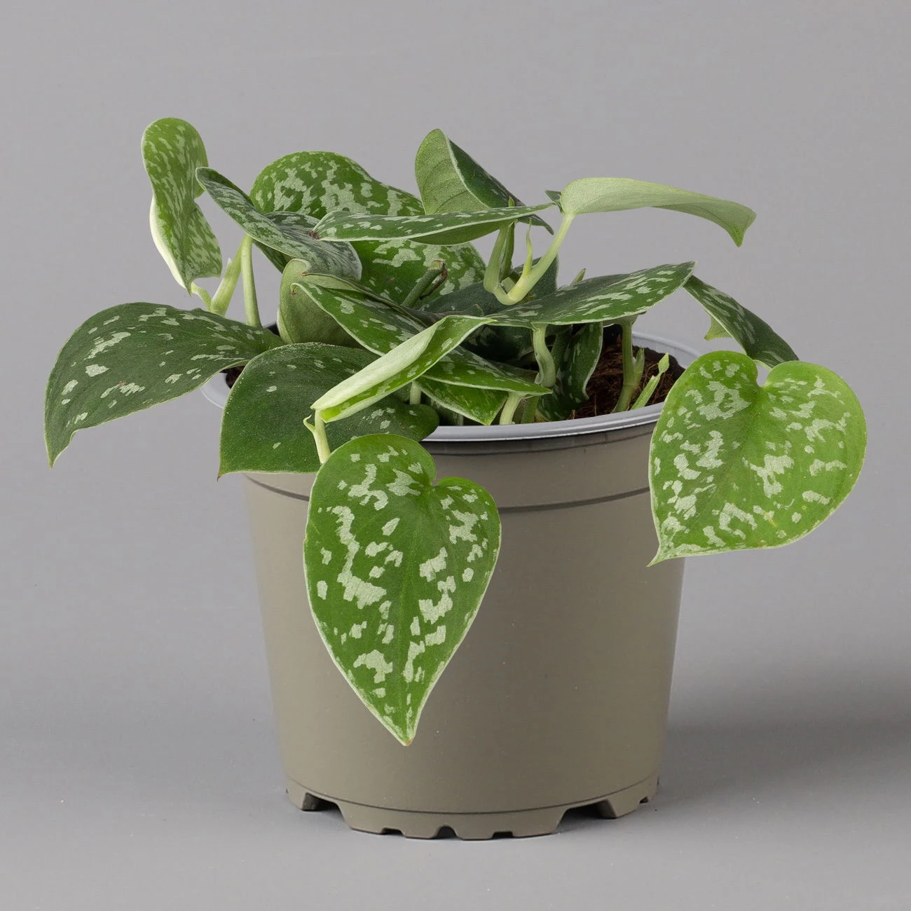 Scindapsus Pictus 'Trebie', Topf-Ø 12 Cm, Höhe Ca. 20 Cm, 3er-Set 6 Scindapsus Pictus 'Trebie', Topf-Ø 12 Cm, Höhe Ca. 20 Cm, 3er-Set – Bild 4