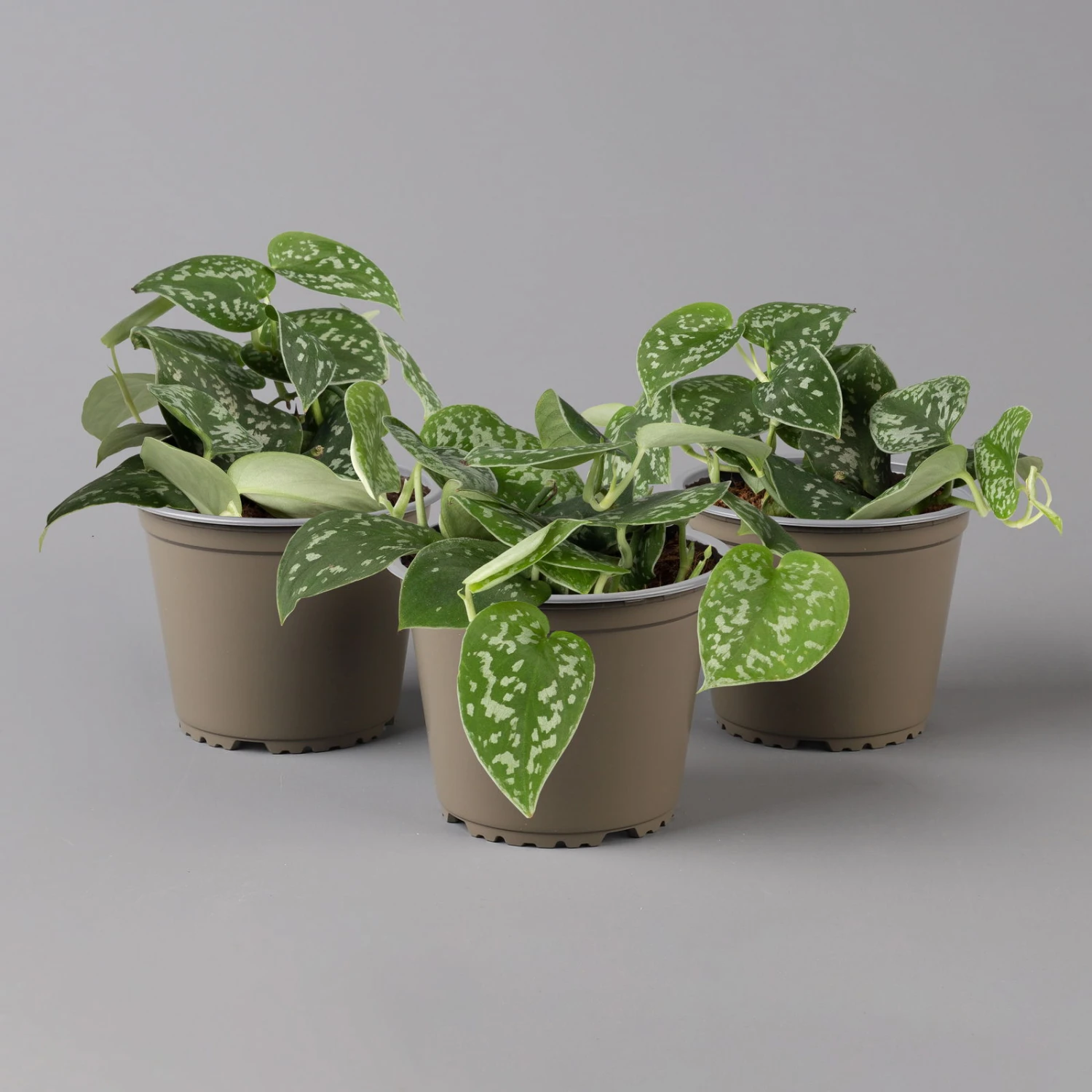 Scindapsus Pictus 'Trebie', Topf-Ø 12 Cm, Höhe Ca. 20 Cm, 3er-Set 3 Scindapsus Pictus 'Trebie', Topf-Ø 12 Cm, Höhe Ca. 20 Cm, 3er-Set