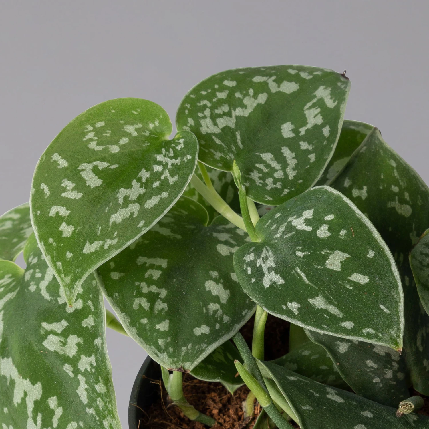 Scindapsus Pictus 'Trebie', Topf-Ø 12 Cm, Höhe Ca. 20 Cm, 3er-Set 5 Scindapsus Pictus 'Trebie', Topf-Ø 12 Cm, Höhe Ca. 20 Cm, 3er-Set – Bild 3