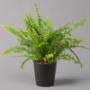 Schwertfarn 'Green Lady' Mit Keramiktopf Dallas Anthrazit, Topf-Ø12cm 2 Schwertfarn 'Green Lady' Mit Keramiktopf Dallas Anthrazit, Topf-Ø12cm -LECHUZA || Elho Verkaufsgeschäft 0220190127 Nephrolep Green Lady Dallas anthrazit 1