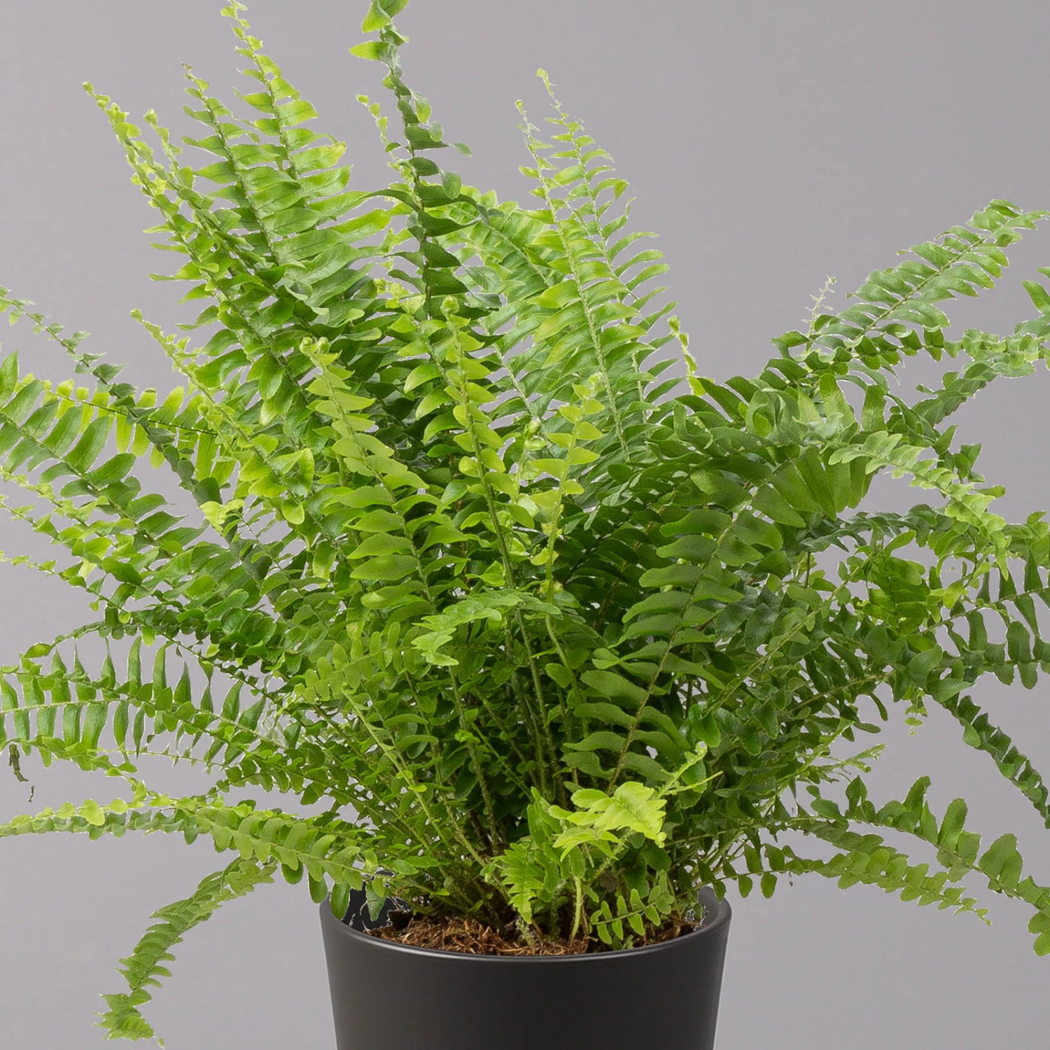 Schwertfarn 'Green Lady' Mit Keramiktopf Dallas Anthrazit, Topf-Ø12cm 4 Schwertfarn 'Green Lady' Mit Keramiktopf Dallas Anthrazit, Topf-Ø12cm – Bild 2
