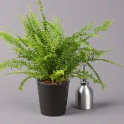 Schwertfarn 'Green Lady' Mit Keramiktopf Dallas Anthrazit, Topf-Ø12cm 11 Schwertfarn 'Green Lady' Mit Keramiktopf Dallas Anthrazit, Topf-Ø12cm -LECHUZA || Elho Verkaufsgeschäft 0220190127 Nephrolep Green Lady Dallas anthrazit 3