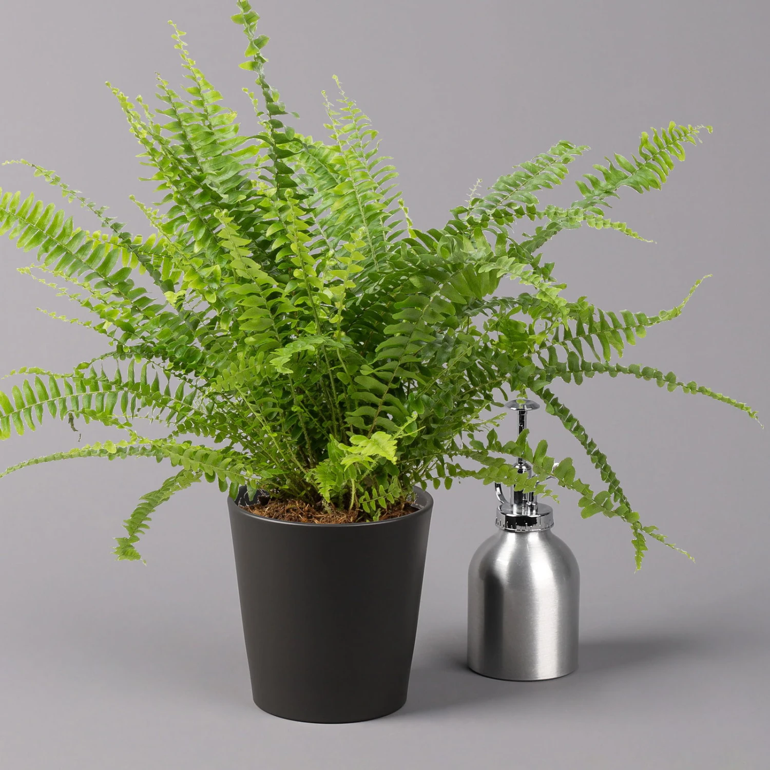 Schwertfarn 'Green Lady' Mit Keramiktopf Dallas Anthrazit, Topf-Ø12cm 5 Schwertfarn 'Green Lady' Mit Keramiktopf Dallas Anthrazit, Topf-Ø12cm – Bild 3