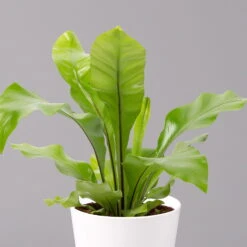 Nestfarn, Mit Keramiktopf Dallas Weiß, Topf-Ø12cm, Höhe Ca. 35 Cm, 3er-Set -LECHUZA || Elho Verkaufsgeschäft 0220190132 Asplenium nidus Dallas weiss 2