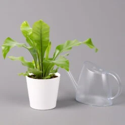 Nestfarn, Mit Keramiktopf Dallas Weiß, Topf-Ø12cm, Höhe Ca. 35 Cm, 3er-Set -LECHUZA || Elho Verkaufsgeschäft 0220190132 Asplenium nidus Dallas weiss 3