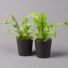 Nestfarn, Mit Keramiktopf Dallas Anthrazit, Topf-Ø12cm, Höhe Ca. 35 Cm, 2er-Set -LECHUZA || Elho Verkaufsgeschäft 0220190134 Asplenium nidus Dallas anthrazit 2er Set2 108181