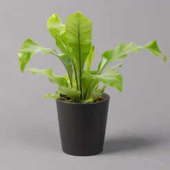Nestfarn, Mit Keramiktopf Dallas Anthrazit, Topf-Ø12cm, Höhe Ca. 35 Cm, 2er-Set -LECHUZA || Elho Verkaufsgeschäft 0220190134 Asplenium nidus Dallas anthrazit 1 108182