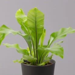 Nestfarn, Mit Keramiktopf Dallas Anthrazit, Topf-Ø12cm, Höhe Ca. 35 Cm, 2er-Set -LECHUZA || Elho Verkaufsgeschäft 0220190134 Asplenium nidus Dallas anthrazit 2 108183