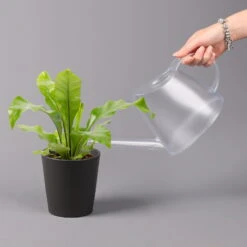 Nestfarn, Mit Keramiktopf Dallas Anthrazit, Topf-Ø12cm, Höhe Ca. 35 Cm, 2er-Set -LECHUZA || Elho Verkaufsgeschäft 0220190134 Asplenium nidus Dallas anthrazit 3 108184