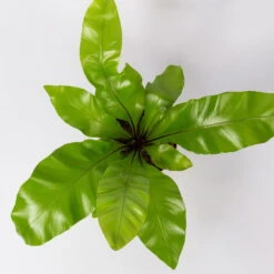 Nestfarn, Mit Keramiktopf Dallas Anthrazit, Topf-Ø12cm, Höhe Ca. 35 Cm, 2er-Set -LECHUZA || Elho Verkaufsgeschäft 0220190134 Asplenium nidus Dallas anthrazit 4 108185